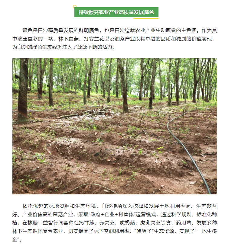 巡礼  白沙：奋力描绘“绿水青山”新画卷1.png